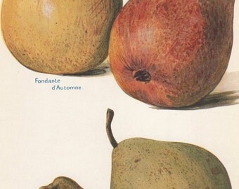 Vintage Fruit Print "Pears" from 1924 The Fruit Grower's Guide 7" x 10 1/2" Botanical Bookplate Fabulous Colors