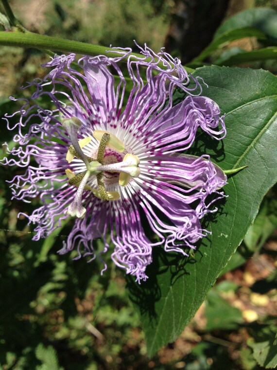 Passion Flower Herbal Tincture 2 oz anxiety stress