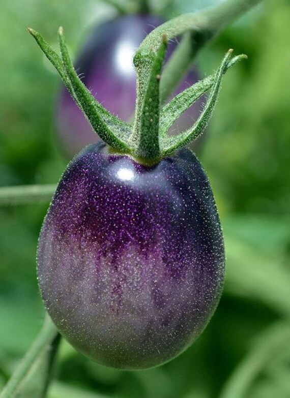 Black Plum tomato Heirloom seeds