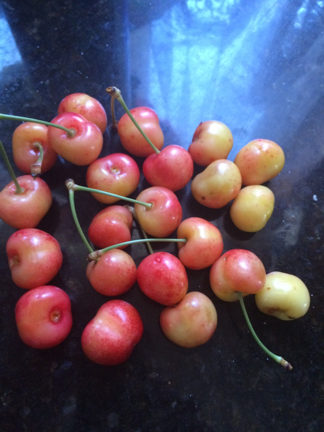 Yellow cherry cut fruit tree cutting