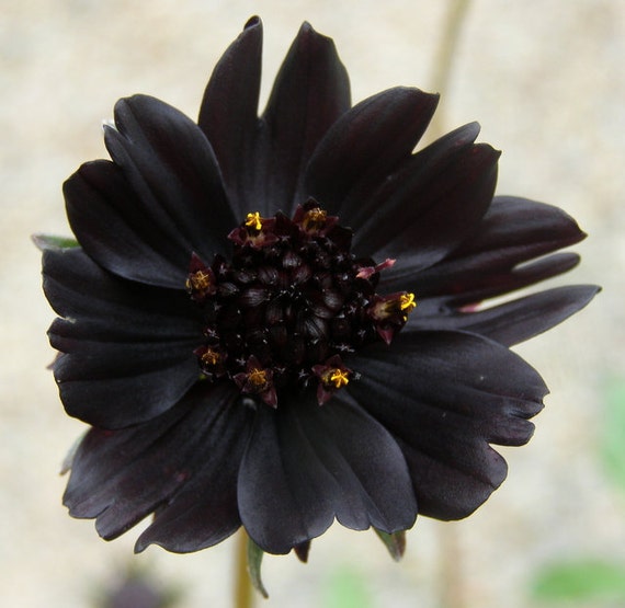 COSMOS atrosanguineus 'Black Magic' Chocolate Cosmos