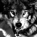 Beorn W. Sceadugenga