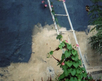 Ladder Trellis with Climbing Flowers