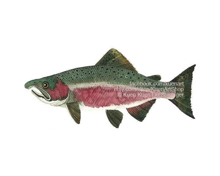 Coho Salmon Art Print & Original Freshwater River Fish