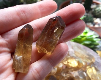 Two (2) Medium Natural Raw Citrine Points from the African Congo | Third Chakra | Golden Citrine | Natural Citrine | Joyful Energy T475M