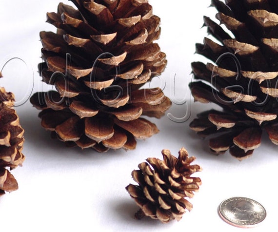 70 Small Pine Cones / 1 2