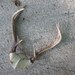 Pair of Vintage Deer Antlers - Rustic Decor