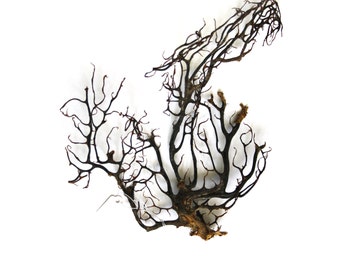 Real natural sea fan / marine coral
