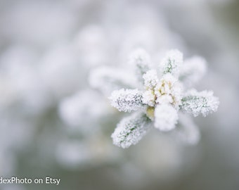 Instant Digital Download Printable Fine Art Monochrome Nature Photography 'White'