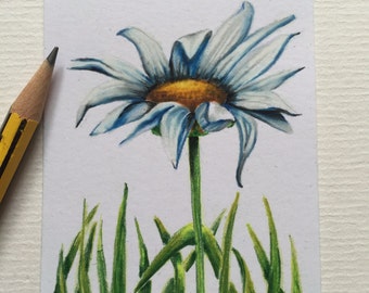 Single Daisy original ACEO/ Artists trading card. Coloured pencil. Free UK delivery.
