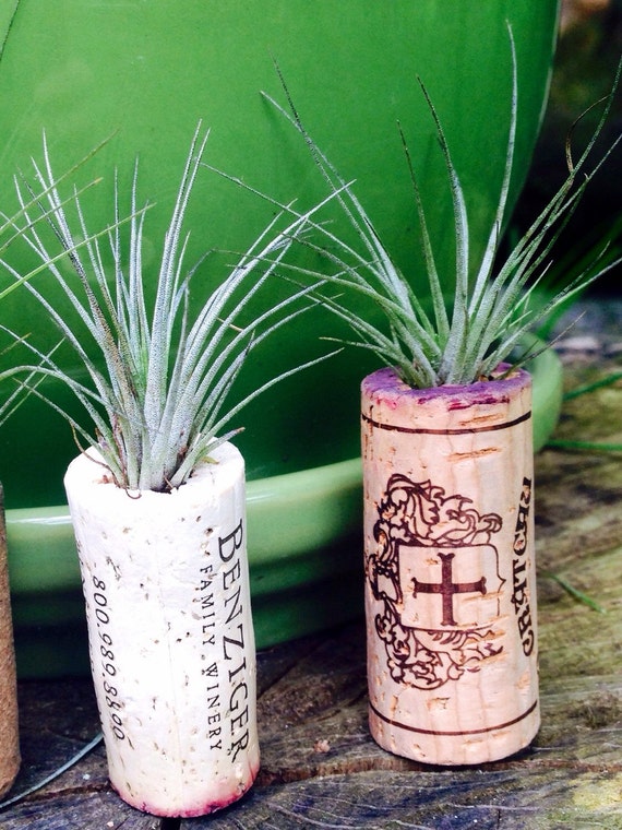 Air Plant 15 wine corks