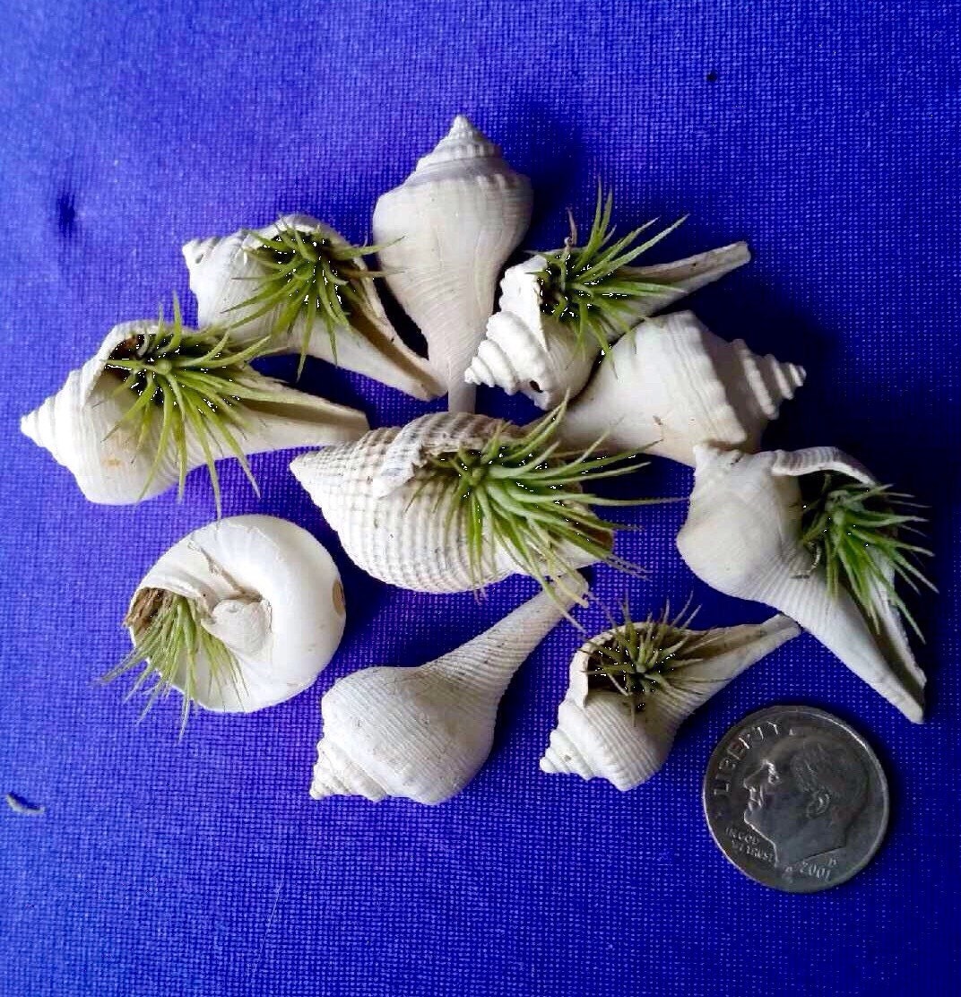 Reserve Mini Air Plant Seashell Planters