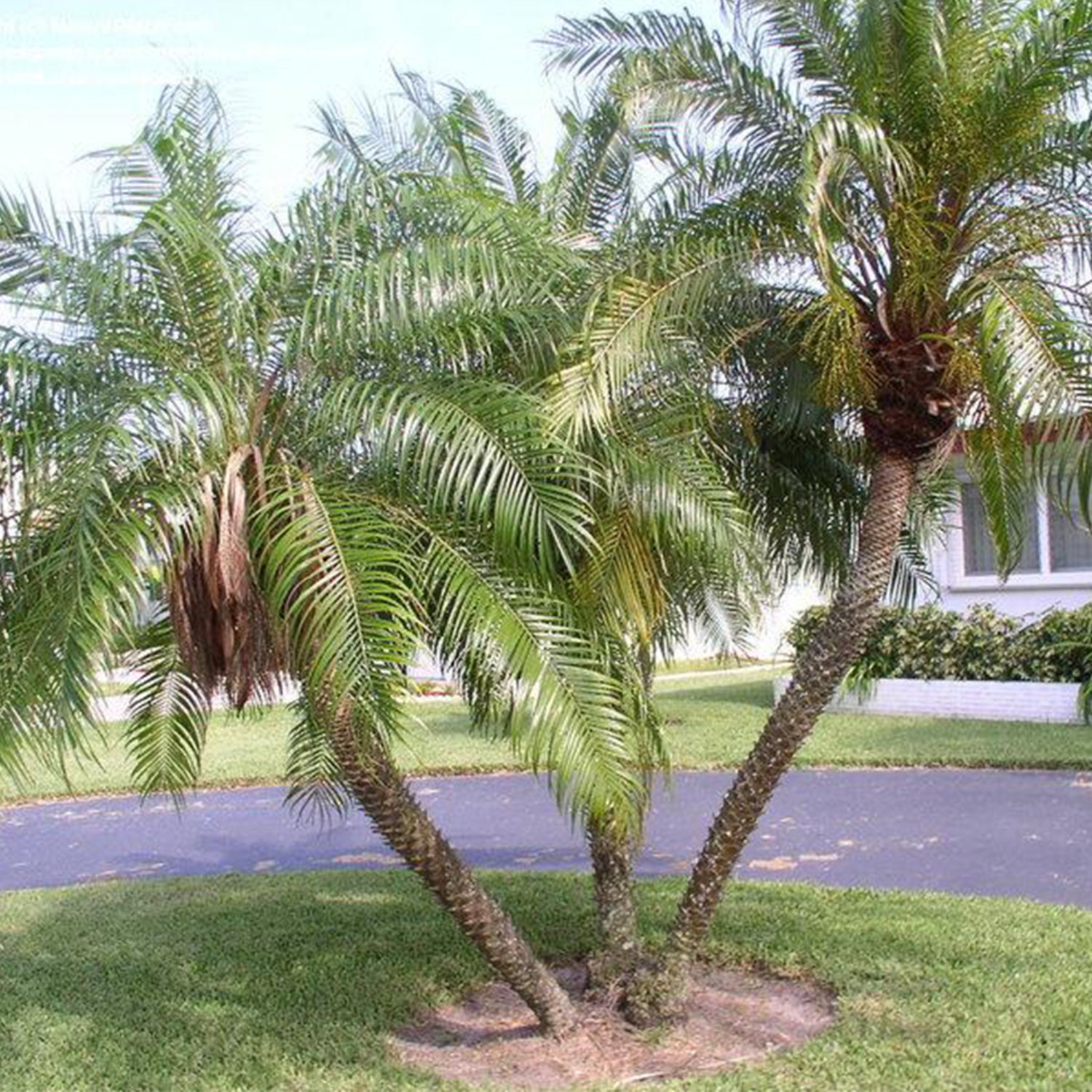 Phoenix Roebelenii Pygmy Date Palm Seeds 10 Tropical Palm