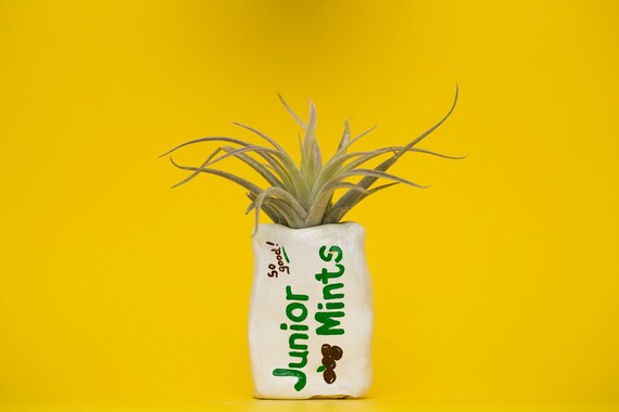 JUNIOR MINT PLANTER / candy planter