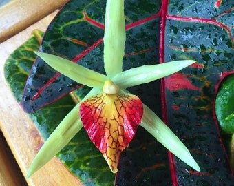 New! Yellow Latex coated silk cymbidium orchid. Bendable, pliable ear or hair pick. Approximately 3 inches across