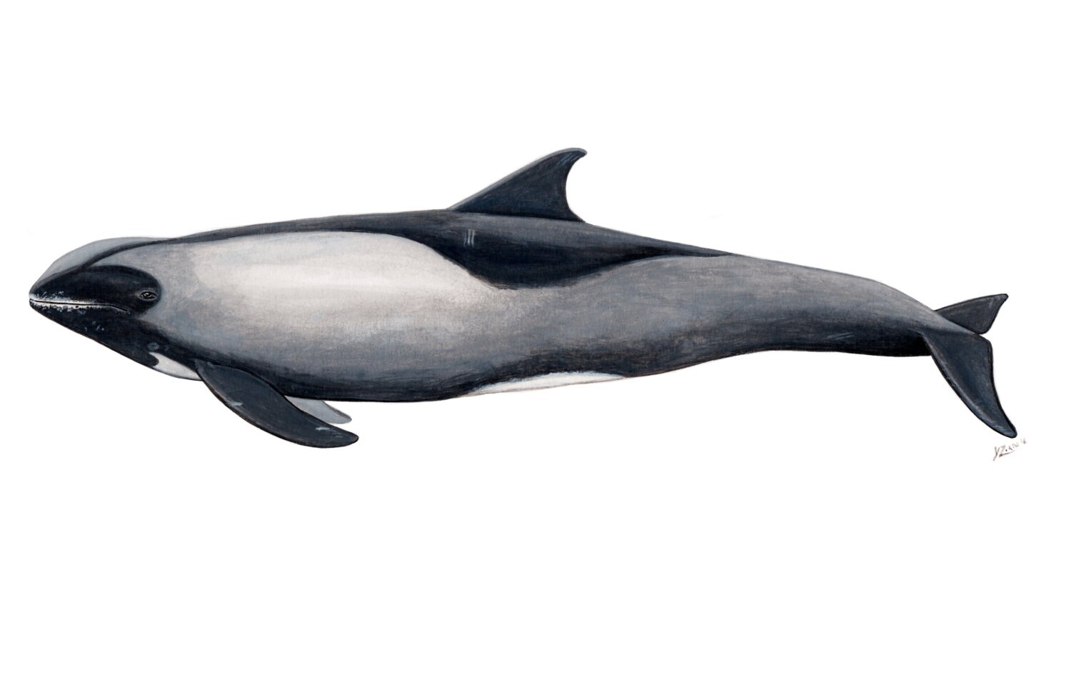 Melonheaded whale Peponocephala electra original