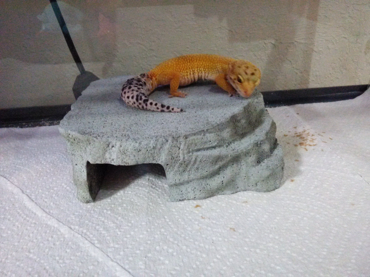 leopard gecko hides made out of styrofoam