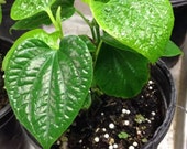 1 Live edible Betel Leaf Plant Piper sarmentosum - La Lot - Paan  - 6 To 9 Inches Tall -m51