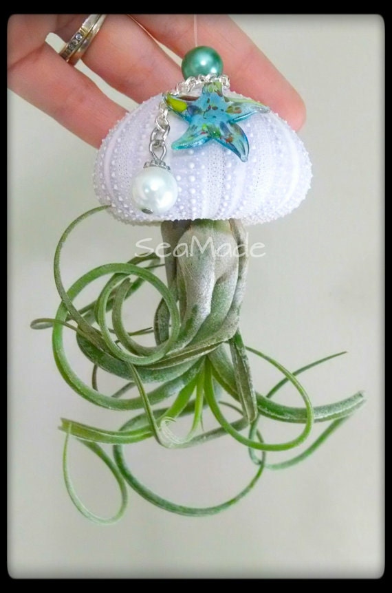 Hanging Jellyfish Air PlantPURPLE succulent planter