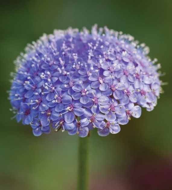 Blue Lace Flower Seeds/Didiscus Caeruleus/Annual 50