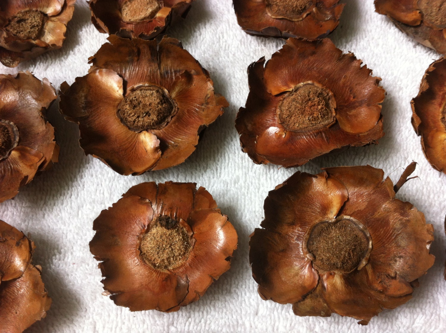 COCONUT FLOWERS 24PC Wooden Pieces Craft Botanicals make