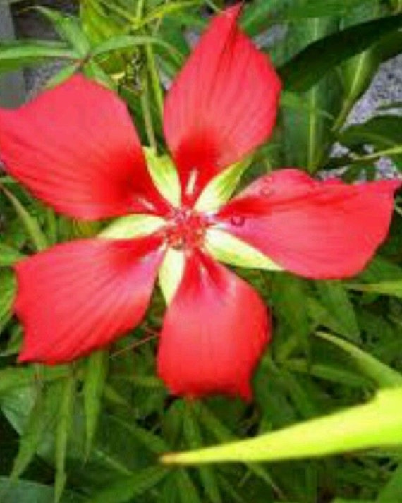 Red STAR of TEXAS Hibiscus HUGE flowers Plant 4 by CrimsonGardens