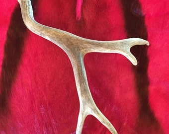 Real Montana Mule Deer Antler, Naturally Shed