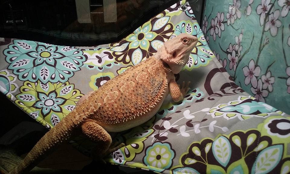 Bearded Dragon Hammock