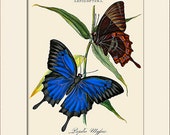 Butterfly Art Print with Mat, Note Card, Plate 20, Donovan, Papilio Ulysses, Natural History, Wall Art, Wall Decor, Butterfly Print