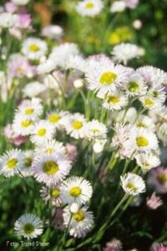 Erigeron Karvinskianus Profusion 60 Seeds