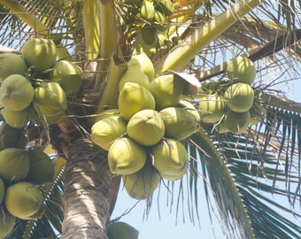 Art Pen and Ink Drawing Tropical Palm Tree with Coconuts