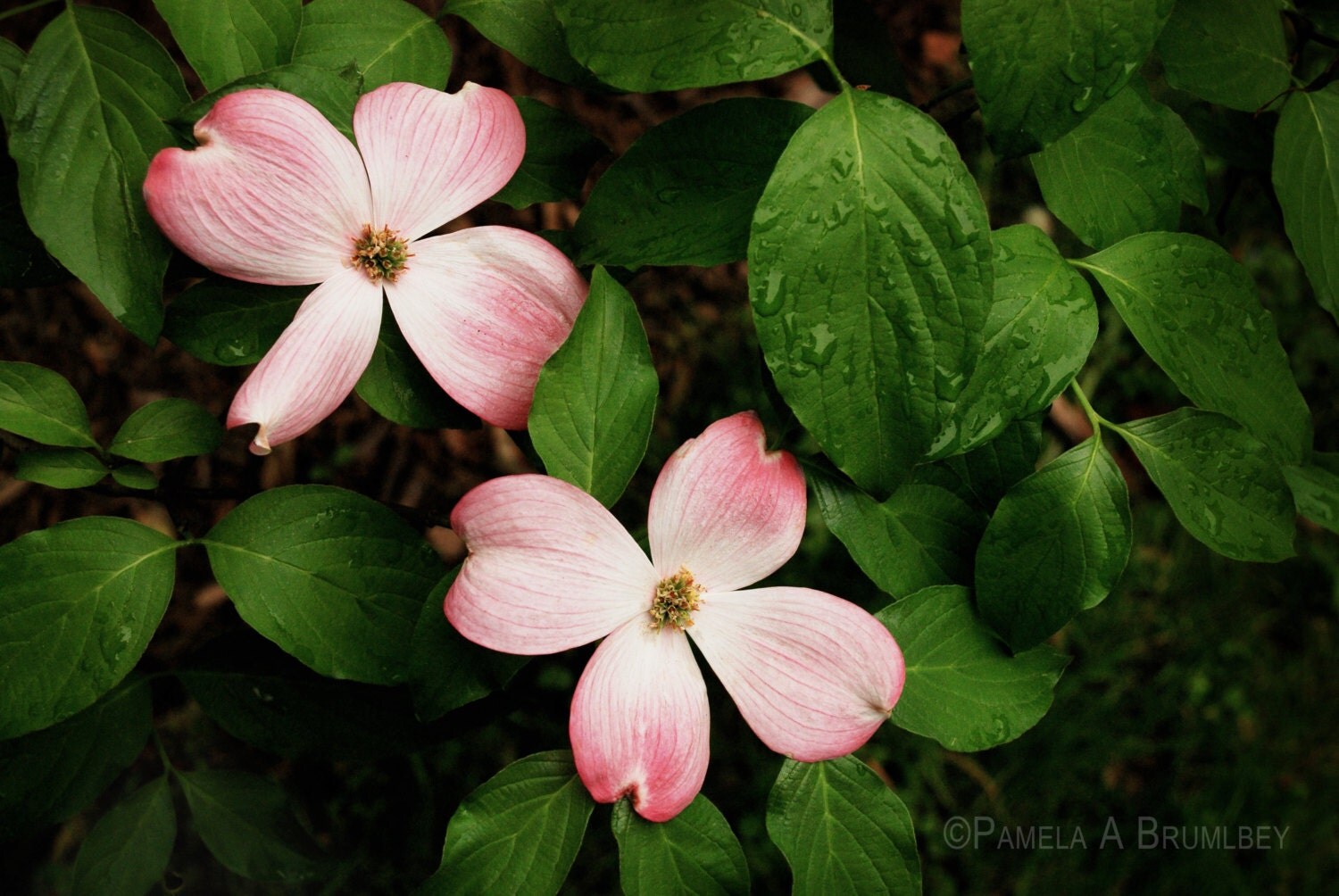 Dogwood Flower Tree Virginia Pink Flower by FoxberryPhotography