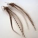 Natural Grizzly stripe dangler feather earrings k2