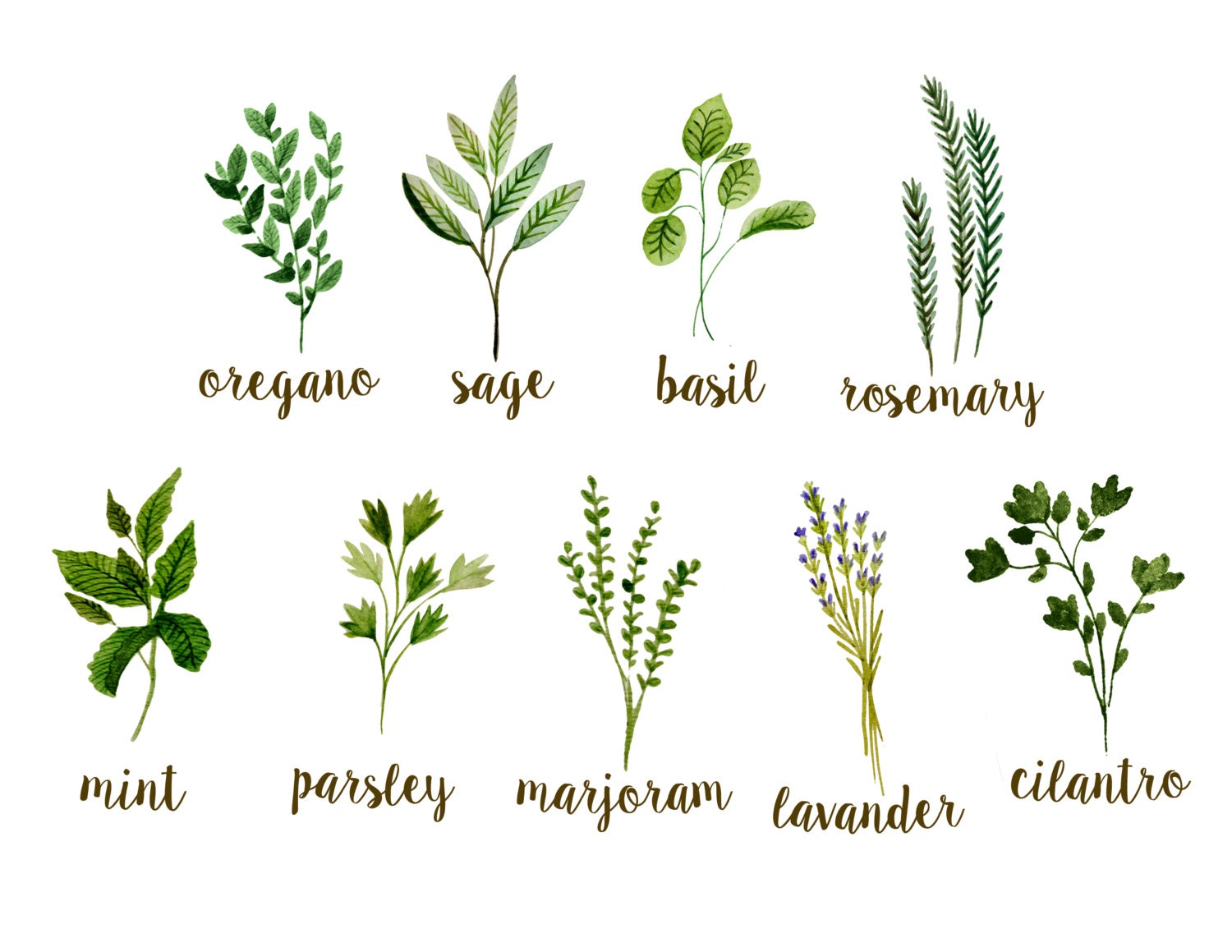 Herbs clipart watercolor herbs clipart watercolor botanicals