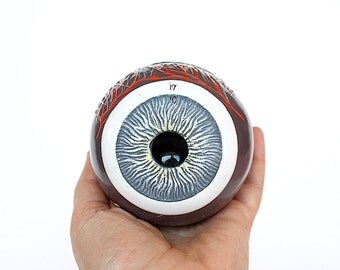 Eye Anatomy Model - Eyeball Model -Science Decor - Eye Decor - Medical Model - Vintage Science Model - Medical Decor - Somso Science Prop