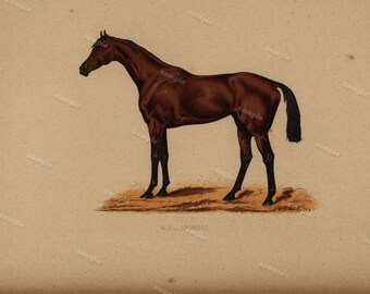 1890 0riginal Antique Natural History Chromolithograph of a horse Archiduc Animal Print- Nature print Very Rare