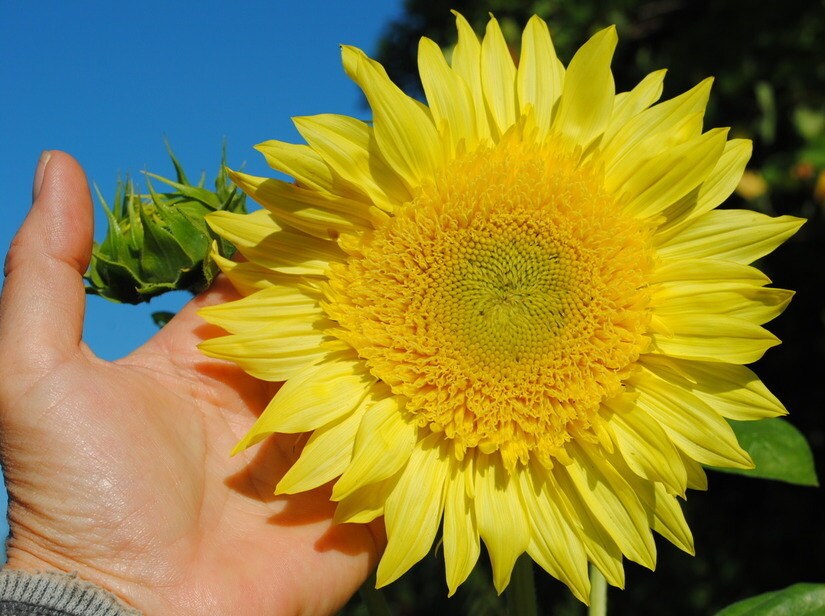 STARBURST GREEN Aura Sunflower Seeds / Very