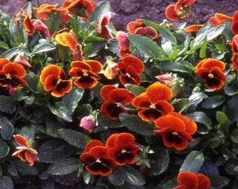 Viola- Arkwright Ruby-, 50 seeds each pack