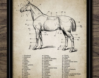 Vintage Horse Anatomy Print Set Of 3 Horse by InstantGraphics