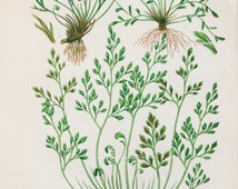 Unique fern print related items | Etsy