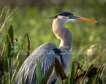 Great Blue Heron (C600)
