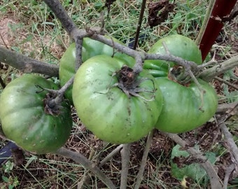 Stump of the World Heirloom Tomato Seeds, Slicing Tomato Seeds, Potato Leaf Tomato Seeds