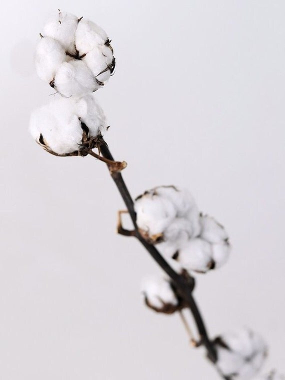 3 Cotton branches Cotton boll stalks Dried floral by NaturalRuby