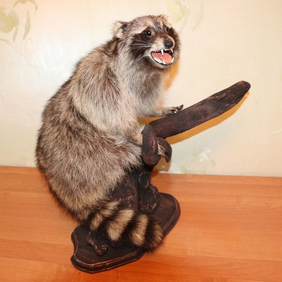 raccoon stuffed animal target