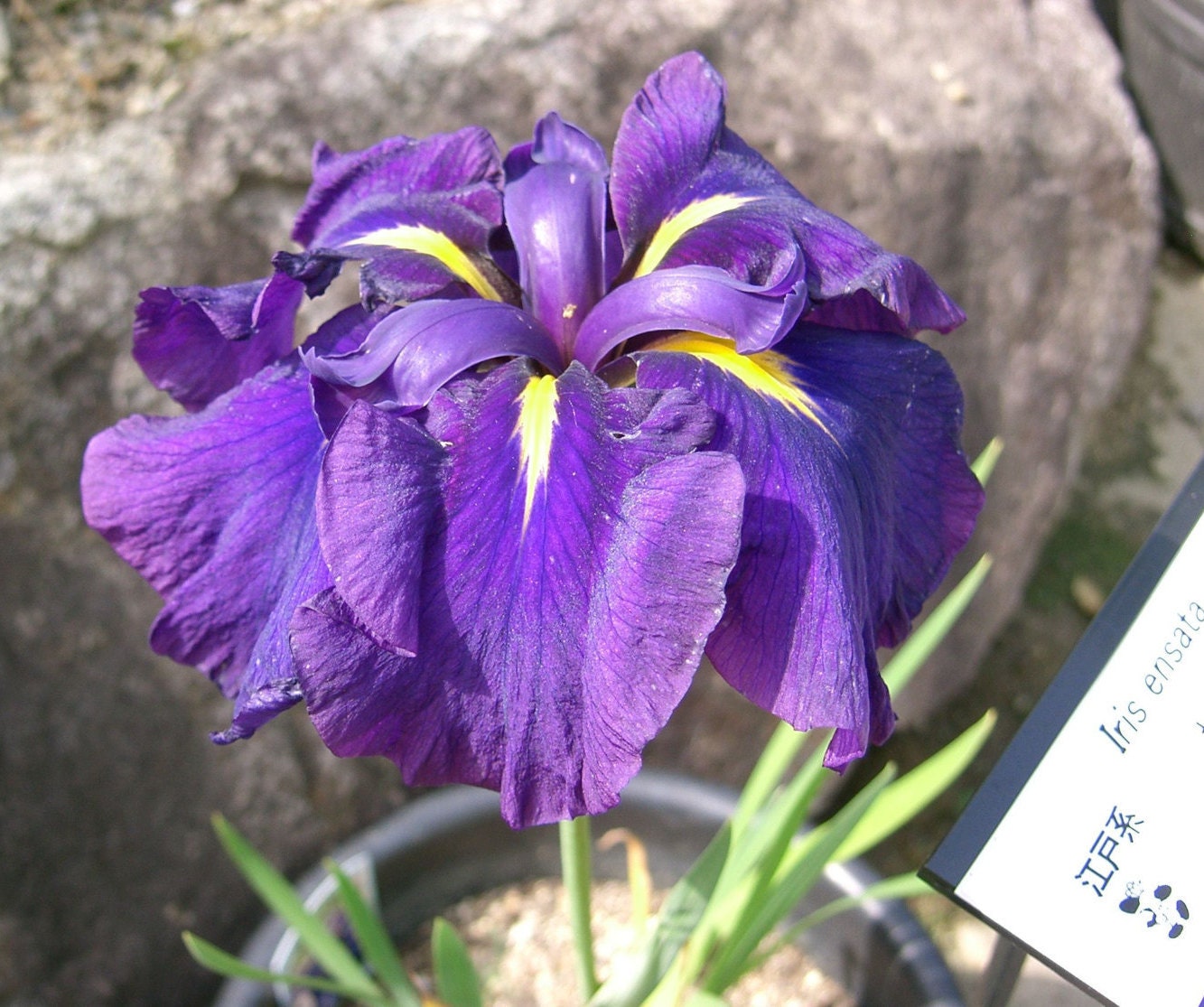 20 Rare Heirloom Iris Ensata Japanese Seeds Purple by FancyGarden