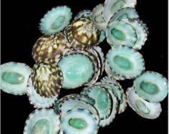 Bulk Green (Aqua) Limpet Seashells Coastal Beach Wedding Decor and Supplies for Floral and Photo Prop Accessories