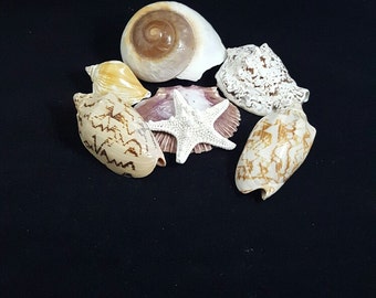 Natural Sea Shells, 7 Natural Shells (7-6)