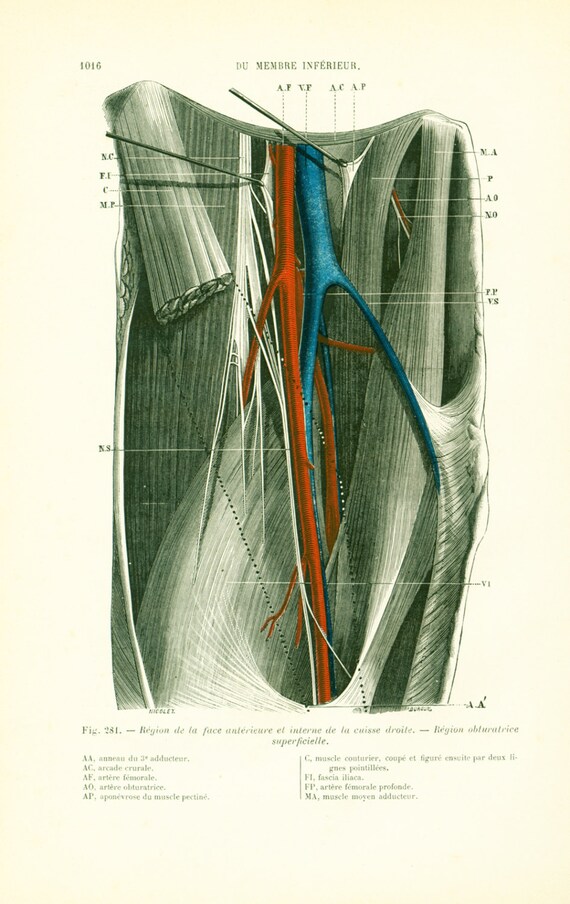 1897 Leg anatomy Leg Inner Thighs Muscles Artery Veins Human