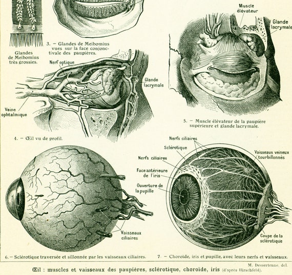 1912 Eye anatomy muscles and vessels of the eyelid Medical