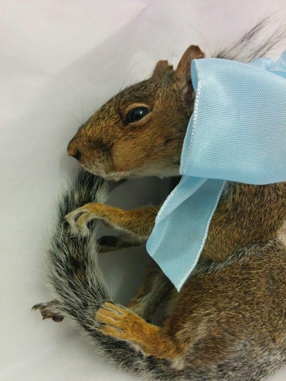 Taxidermy Squirrel with a Bow